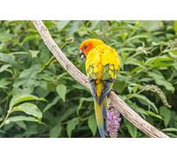 OZLHSP art jigsaw puzzles for adults 500 piece Parrots Animals 52x38cm