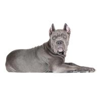 OZLHSP birthday games adult jigsaw puzzle 1000 piece Cane Corso Animals 75x50cm