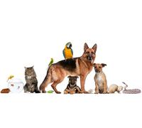 OZLHSP birthday games adult jigsaw puzzle 1000 piece Shepherd Snakes Parrots Sea 75x50cm