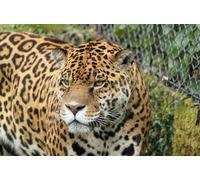 OZLHSP birthday games adult jigsaw puzzle 500 piece Jaguar Big Cats Animal 52x38cm