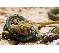 OZLHSP birthday games adult jigsaw puzzle 500 piece Reptiles Animals 52x38cm