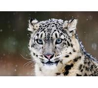 OZLHSP brain games for adults jigsaw puzzle 1000 piece Big Animals 75x50cm