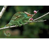 OZLHSP brain games for adults jigsaw puzzle 1000 piece Reptiles Chameleon Animal 75x50cm