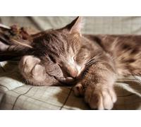 OZLHSP brain games for adults jigsaw puzzle 500 piece Cats Animal 52x38cm