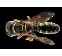 OZLHSP brain puzzles for adults jigsaw puzzle 1000 piece Animals Wasps 75x50cm