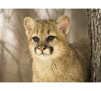 OZLHSP brain puzzles for adults jigsaw puzzle 1000 piece Cougars Big Cats Animal 75x50cm