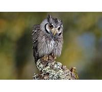 OZLHSP brain puzzles for adults jigsaw puzzle 1000 piece Owls White-faced Animals 75x50cm