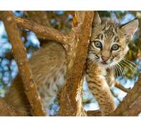 OZLHSP brain puzzles for adults jigsaw puzzle 1500 piece Big Cats 87x57cm