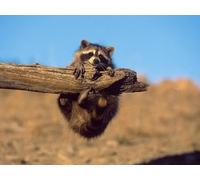 OZLHSP brain puzzles for adults jigsaw puzzle 1500 piece Raccoons Animals 87x57cm