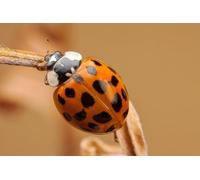 OZLHSP brain puzzles for adults jigsaw puzzle 500 piece Ladybugs Orange Animals 52x38cm