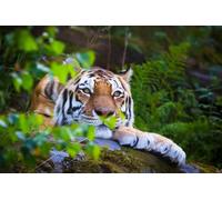 OZLHSP brain puzzles for adults jigsaw puzzle 500 piece Siberian Tiger Animals 52x38cm