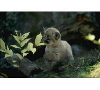 OZLHSP brain teaser puzzles for adults 1500 pieces Big Cats 87x57cm