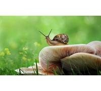OZLHSP brain teaser puzzles for adults 1500 pieces Snails Mushrooms Animals 87x57cm