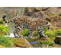 OZLHSP calm toys for children jigsaw puzzle 1500 piece Jaguars Big Cats Animal 87x57cm