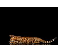 OZLHSP calm toys for children jigsaw puzzle 500 piece Bengal Cat Animals 52x38cm