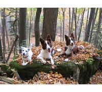 OZLHSP calm toys for children jigsaw puzzle 500 piece Border Collie Animals 52x38cm