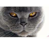 OZLHSP calm toys for children jigsaw puzzle 500 piece Cat Animal 52x38cm