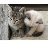 OZLHSP calm toys for children jigsaw puzzle 500 piece Cats Animals 52x38cm
