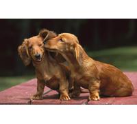 OZLHSP calm toys for children jigsaw puzzle 500 piece Dachshund Animals 52x38cm