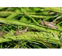 OZLHSP calm toys for children jigsaw puzzle 500 piece Grasshoppers Animal 52x38cm