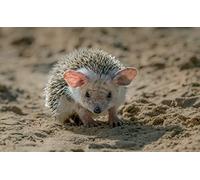 OZLHSP calm toys for children jigsaw puzzle 500 piece Hedgehog Animal 52x38cm