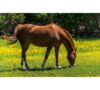 OZLHSP calm toys for children jigsaw puzzle 500 piece Horse Animal 52x38cm