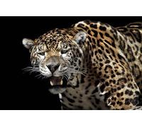 OZLHSP calm toys for children jigsaw puzzle 500 piece Jaguars Big Cats Animal 52x38cm