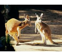OZLHSP calm toys for children jigsaw puzzle 500 piece Kangaroo Animals 52x38cm
