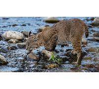 OZLHSP calm toys for children jigsaw puzzle 500 piece Lynx Creek 52x38cm