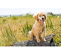 OZLHSP calm toys for children jigsaw puzzle 500 piece Puppy Retriever Animals 52x38cm