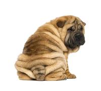 OZLHSP calm toys for children jigsaw puzzle 500 piece Shar Pei Animals 52x38cm