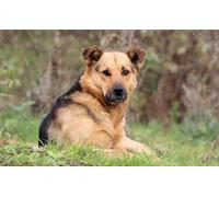 OZLHSP calm toys for children jigsaw puzzle 500 piece Shepherd Animals 52x38cm