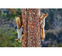 OZLHSP calm toys for children jigsaw puzzle 500 piece Squirrels Rodents Animals 52x38cm