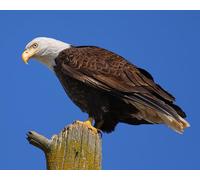 OZLHSP camping games for adults jigsaw puzzles 1000 piece Bald Eagle Hawk Animals 75x50cm