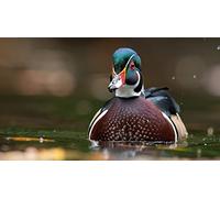 OZLHSP camping games for adults jigsaw puzzles 1500 piece Duck Animals 87x57cm
