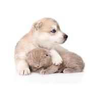 OZLHSP camping games for adults jigsaw puzzles 500 piece Husky Puppy Kittens Siberian 52x38cm