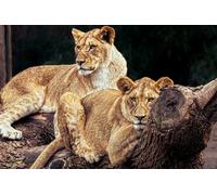 OZLHSP camping games for adults jigsaw puzzles 500 piece Lion Animal 52x38cm