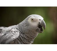 OZLHSP cheap jigsaw puzzles 1000 piece African Grey Parrots Animal 75x50cm