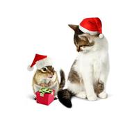 OZLHSP cheap jigsaw puzzles 500 piece Cats Chipmunks Animals 52x38cm