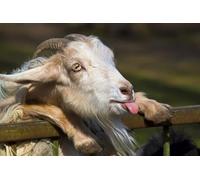 OZLHSP cheap jigsaw puzzles 500 piece Goat Animal 52x38cm