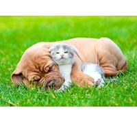 OZLHSP children jigsaw puzzle 1500 piece Kittens Dogue de Bordeaux Cats Animals 87x57cm