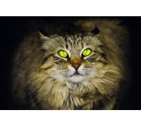 OZLHSP children jigsaw puzzles 1000 piece Cat Siberian Animal 75x50cm