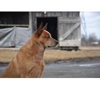 OZLHSP children jigsaw puzzles 1500 piece Australian Cattle Animals 87x57cm