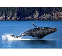 OZLHSP children puzzles 1000 piece Alaska Whales Humpback Whale, 75x50cm
