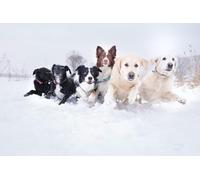 OZLHSP children puzzles 500 piece Border Collie Retriever 52x38cm