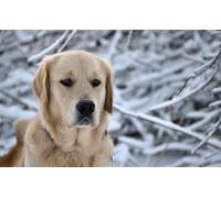 OZLHSP children puzzles 500 piece Retriever Animals 52x38cm