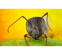 OZLHSP children's jigsaw puzzles 500 piece Ants Animal 52x38cm