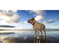 OZLHSP childrens jigsaws 1000 piece Boerboel Animal 75x50cm