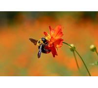 OZLHSP childrens jigsaws 1500 piece Bees Insect Animals 87x57cm