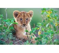 OZLHSP childrens jigsaws 1500 piece Big Cats 87x57cm